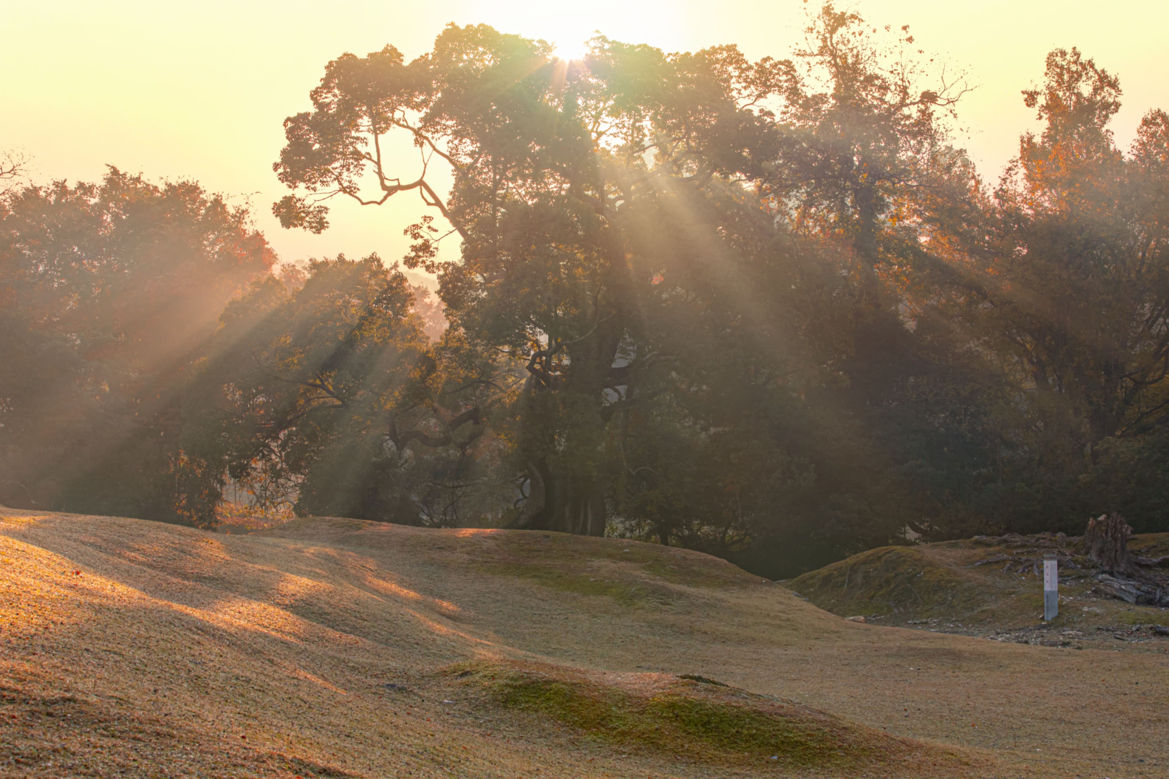 Morning light passing through an ancient grove